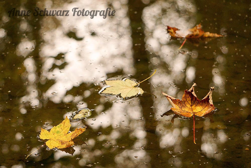 Herbstspaziergang am See