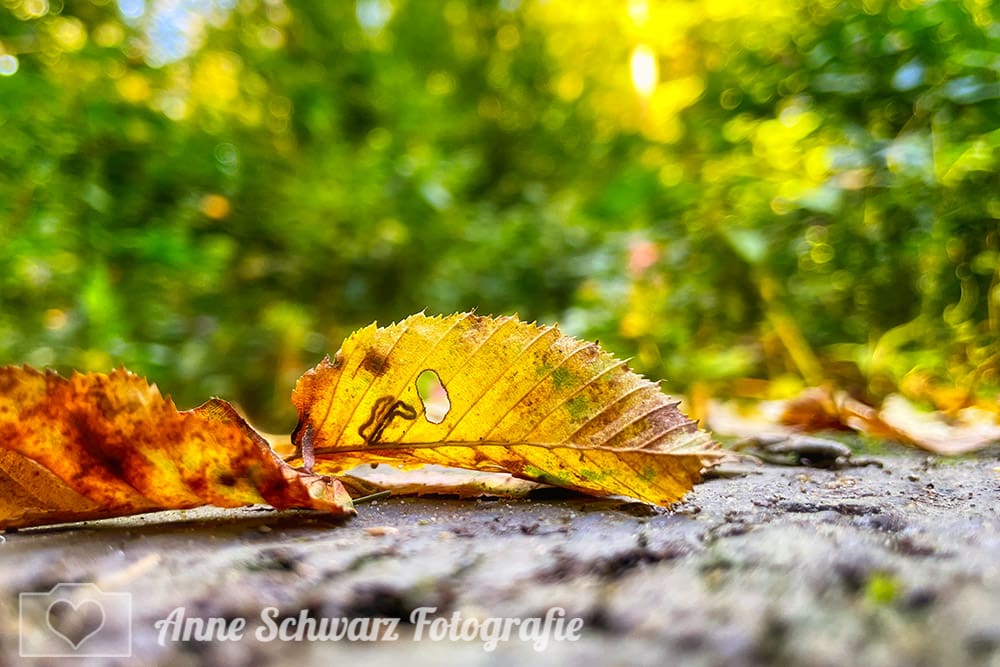 Bunte Blätter im Herbst