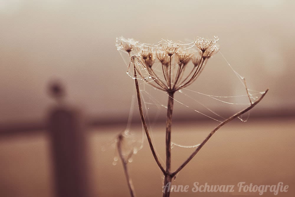 Herbstspaziergang - Spinnweben