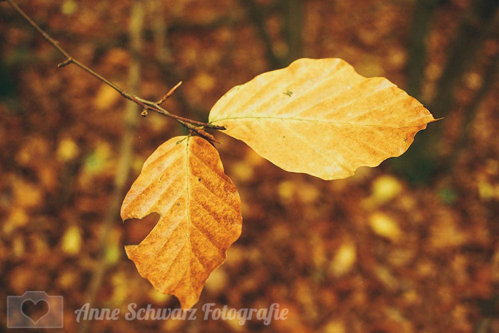 Herbst im Wald
