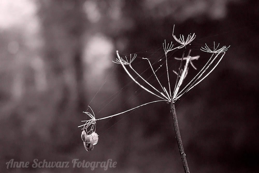 Herbstimpressionen mit der Sony a6000