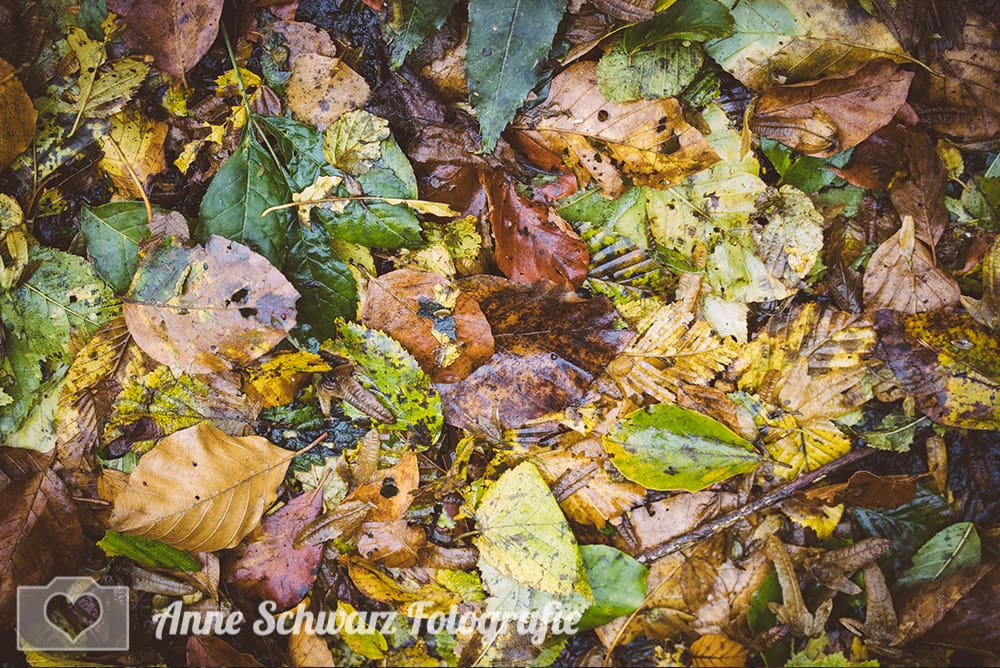 Herbstlaub im Wald