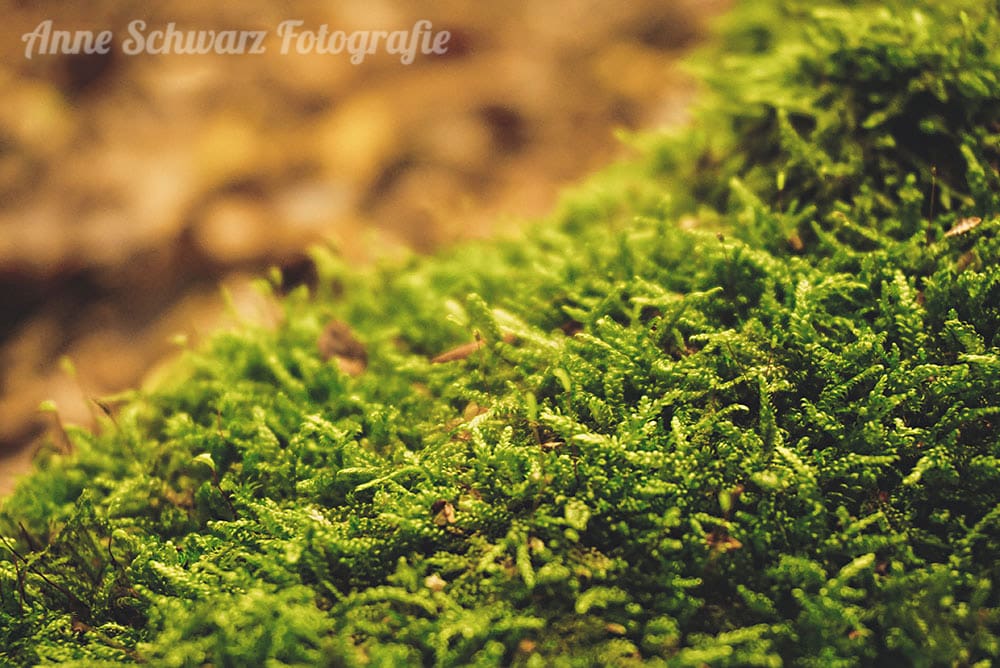 Herbstspaziergang im Wald - Moos