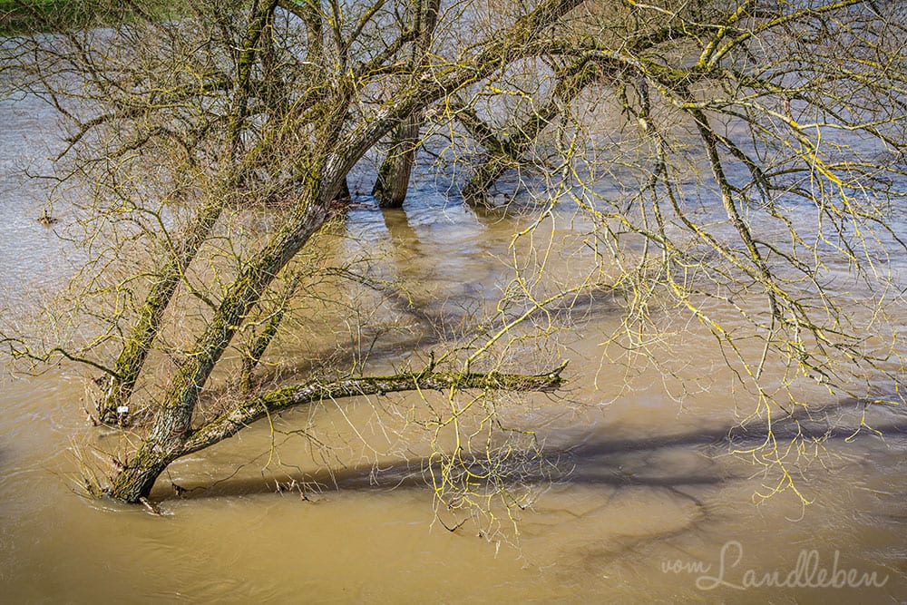 Hochwasser an der Sieg