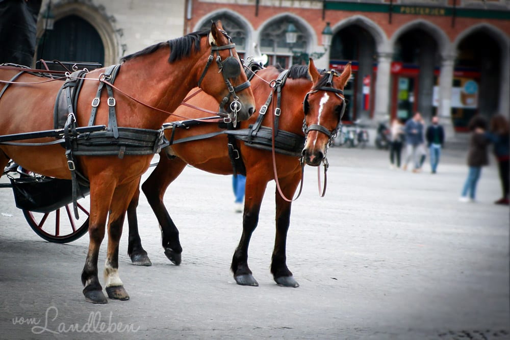 Hochzeitsreise nach Brügge