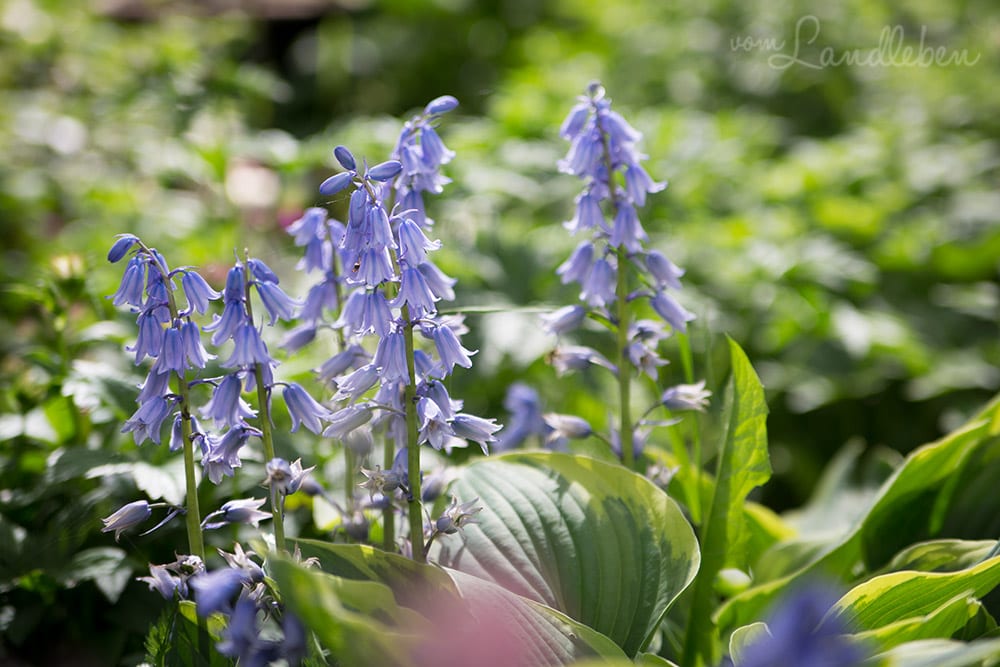Hof Tüschenbonnen - ein Garten im Bergischen Land