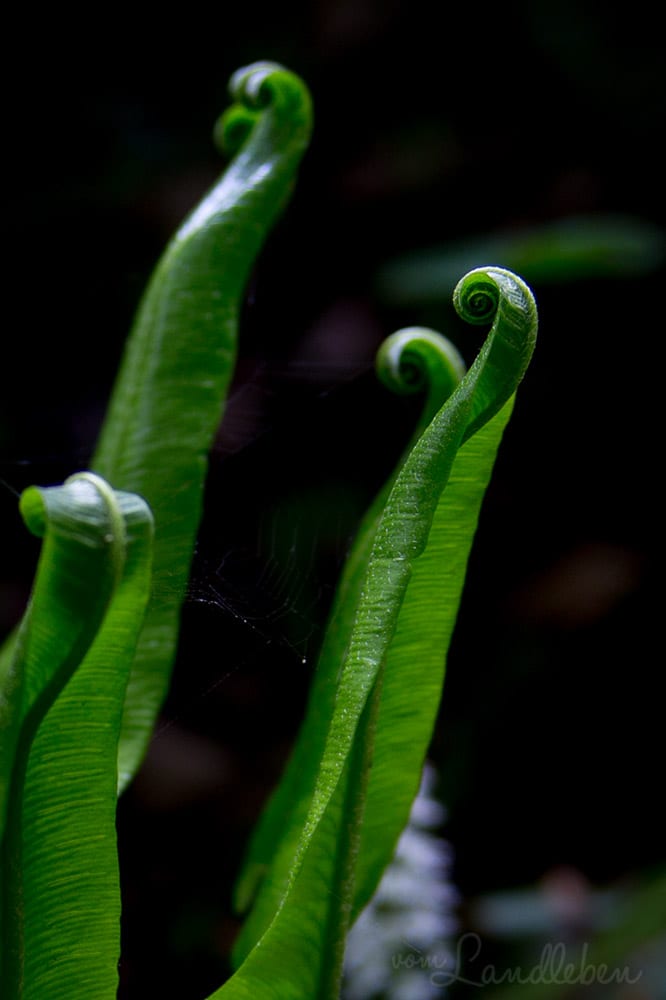 Hof Tüschenbonnen - ein Garten im Bergischen Land