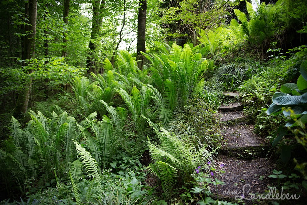 Hof Tüschenbonnen - Waldgarten