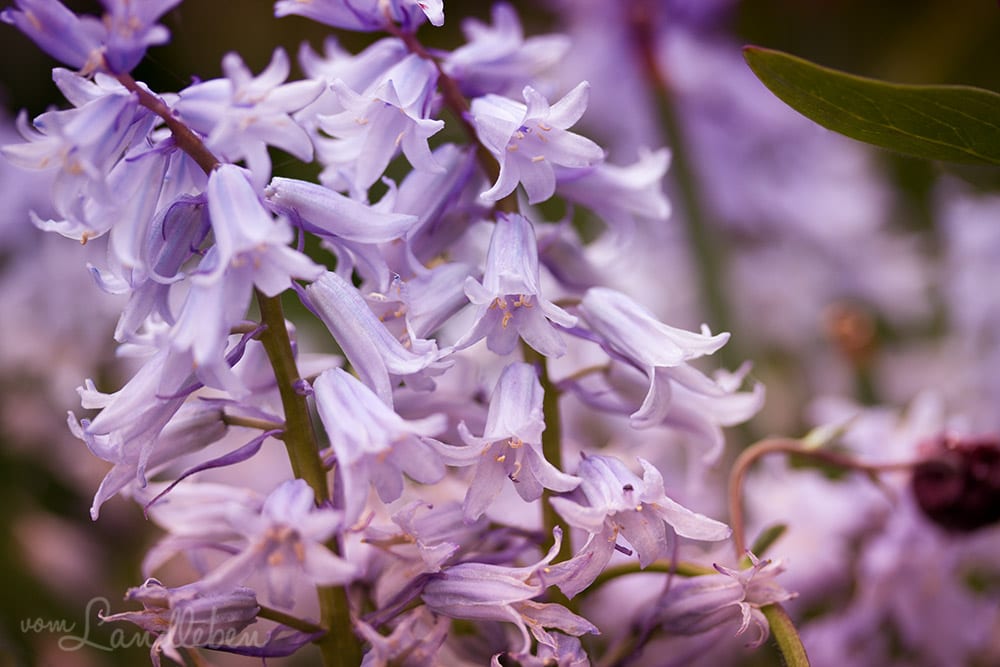 Hof Tüschenbonnen - ein Garten im Bergischen Land