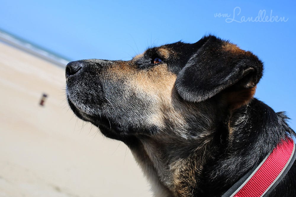 Hund am Strand in Ouddorp