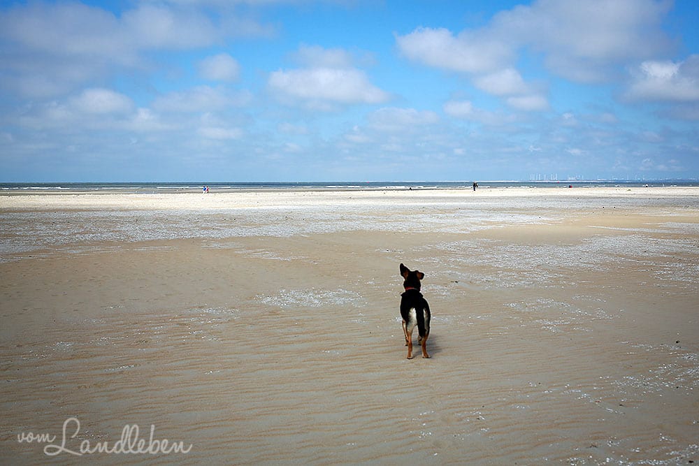 Hund am Strand in Ouddorp