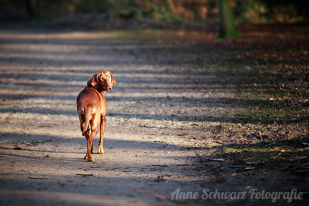 Hund beim Spazierengehen