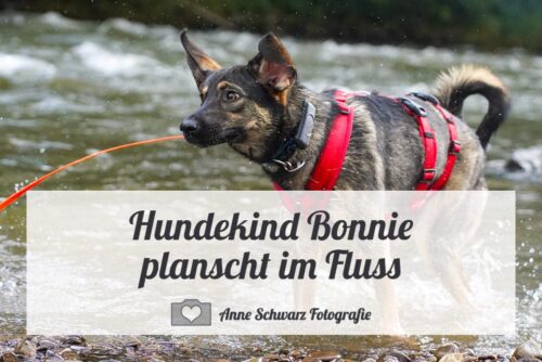 Hundekind Bonnie planscht im Fluss