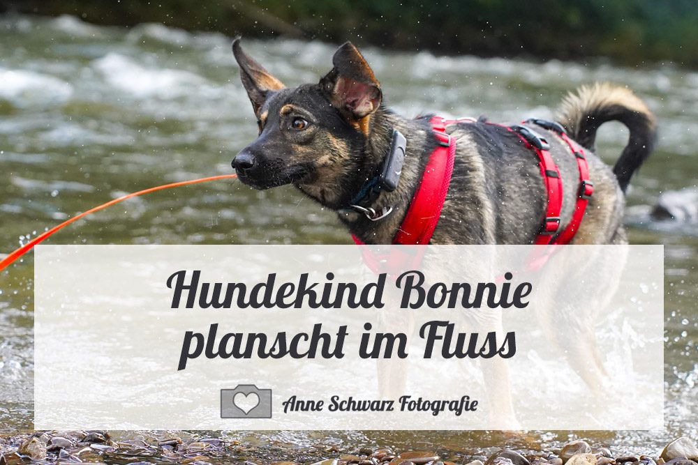 Hundekind Bonnie planscht im Fluss