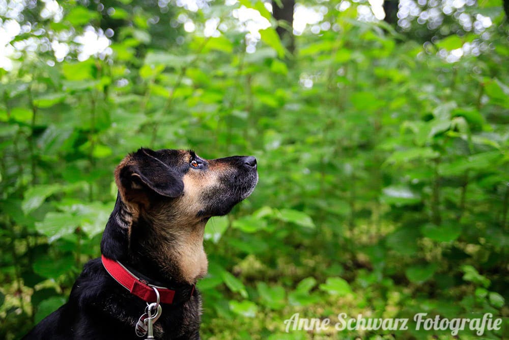 Hundeportrait im Wald