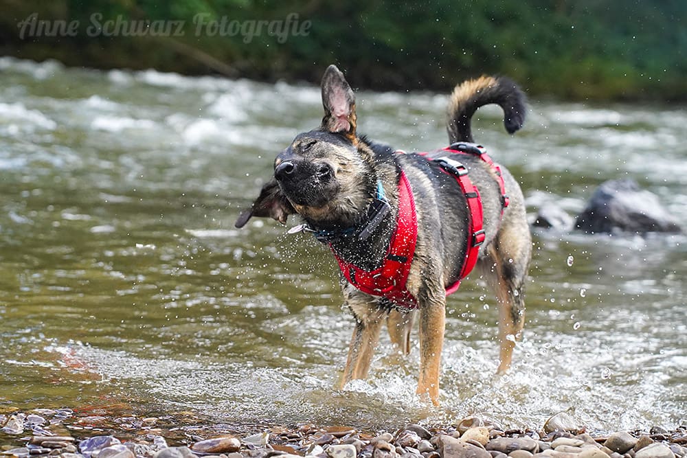 Sich schüttelnder Hund im Wasser