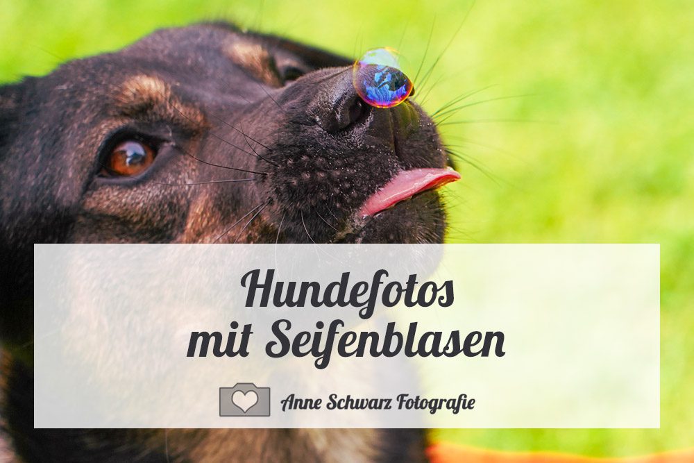 Hundefotos mit Seifenblasen