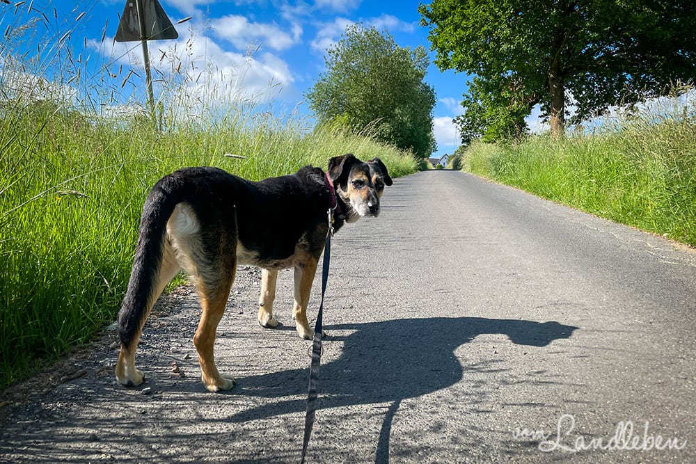 Hunderunde im Juni 2021