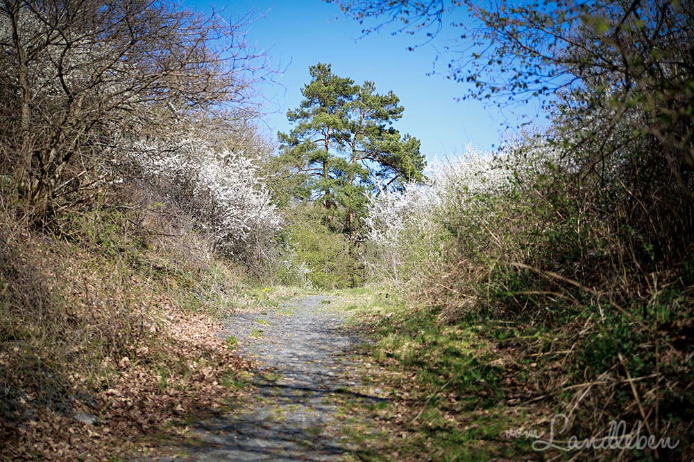 Wandern im Hunsrück