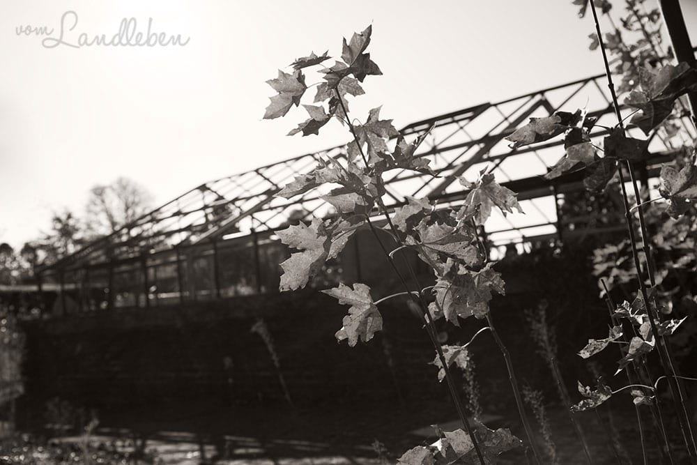 Lost Places - Immerath