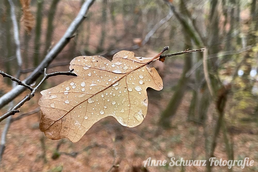 Fotos mit dem iPhone 12 Pro - Herbstfoto