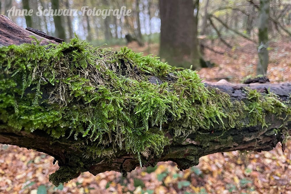 Fotos mit dem iPhone 12 Pro - Herbst