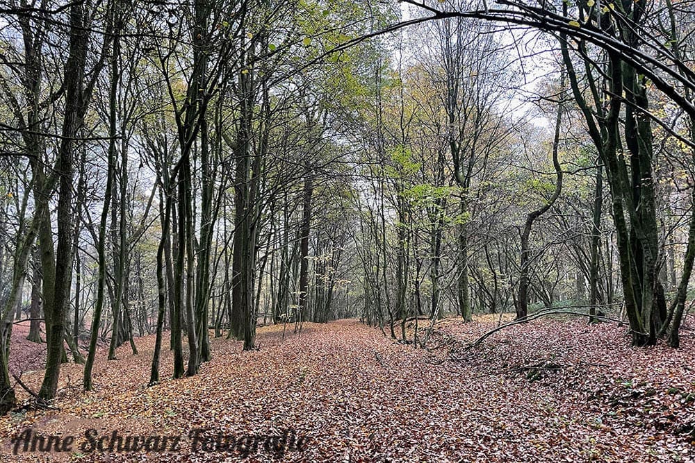 Fotos mit dem iPhone 12 Pro - Wald