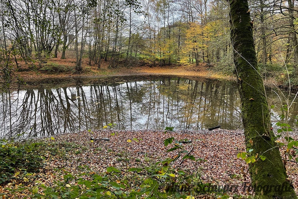 Fotos mit dem iPhone 12 Pro - Teich