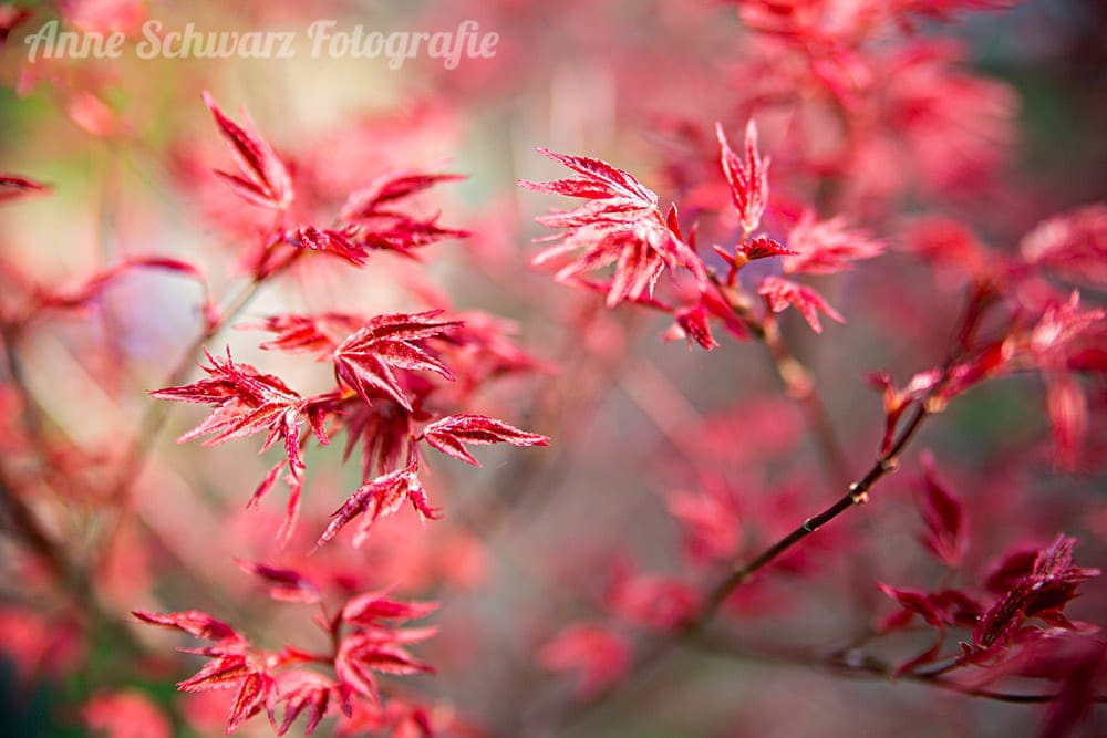 Japanischer Ahorn in unserem Garten