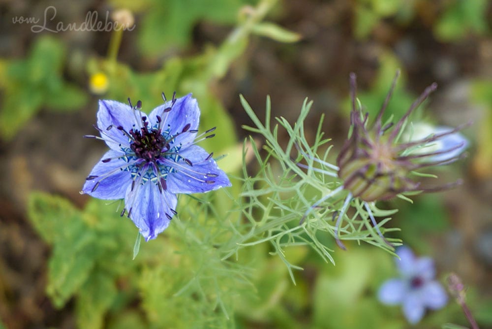 Jungfer im Grünen im Kräutergarten - Burggarten Blankenberg