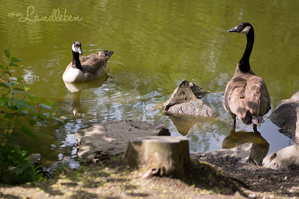 Kanadische Wildgänse