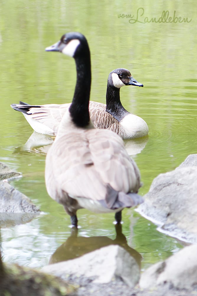 Kanadische Wildgänse