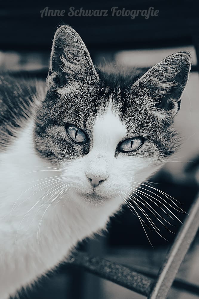 Katzenfotografie mit dem Tamron 28-75mm f/2.8