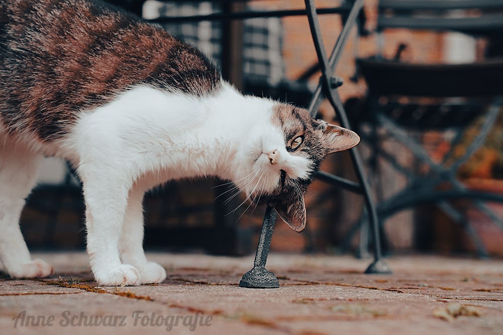Katzenfotografie mit dem Tamron 28-75mm f/2.8