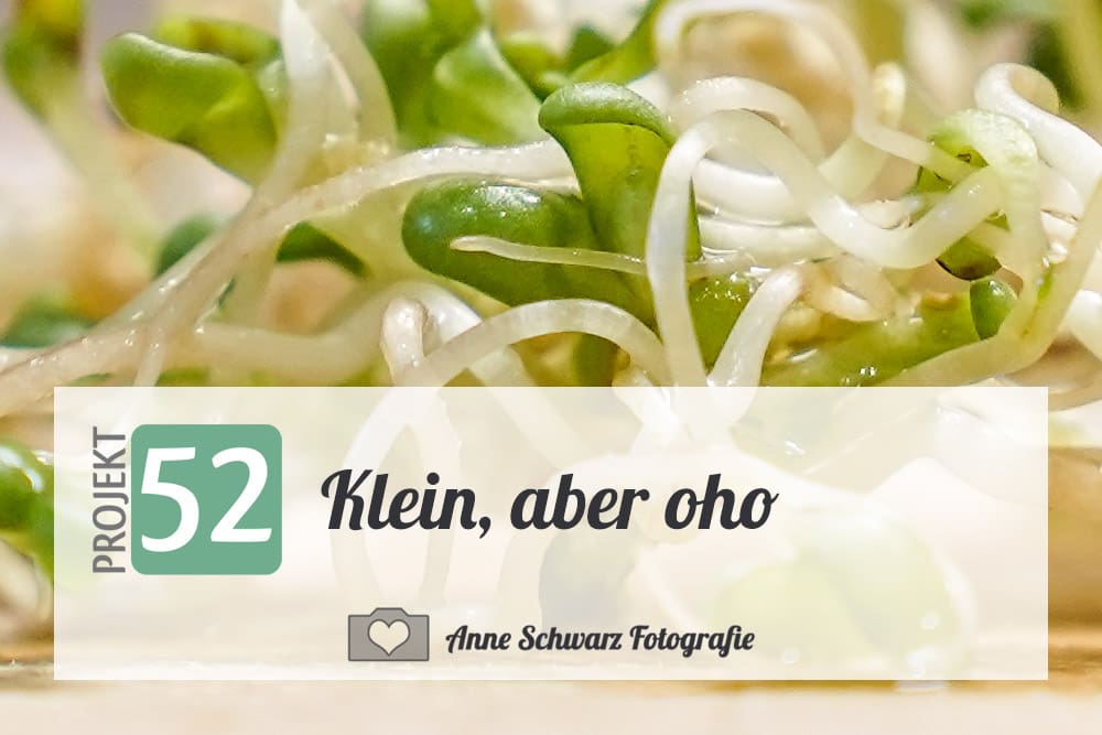 Projekt 52 – Keimsprossen – Klein, aber oho