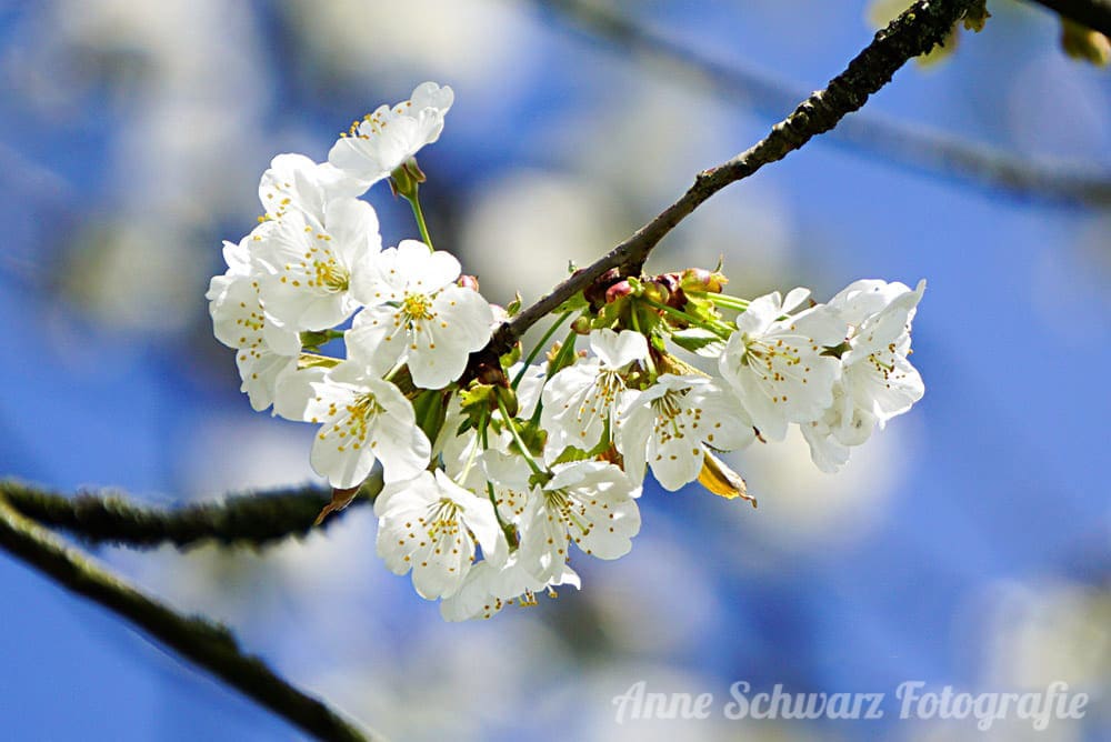 Kirschblüte