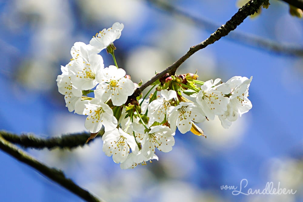 Kirschblüte