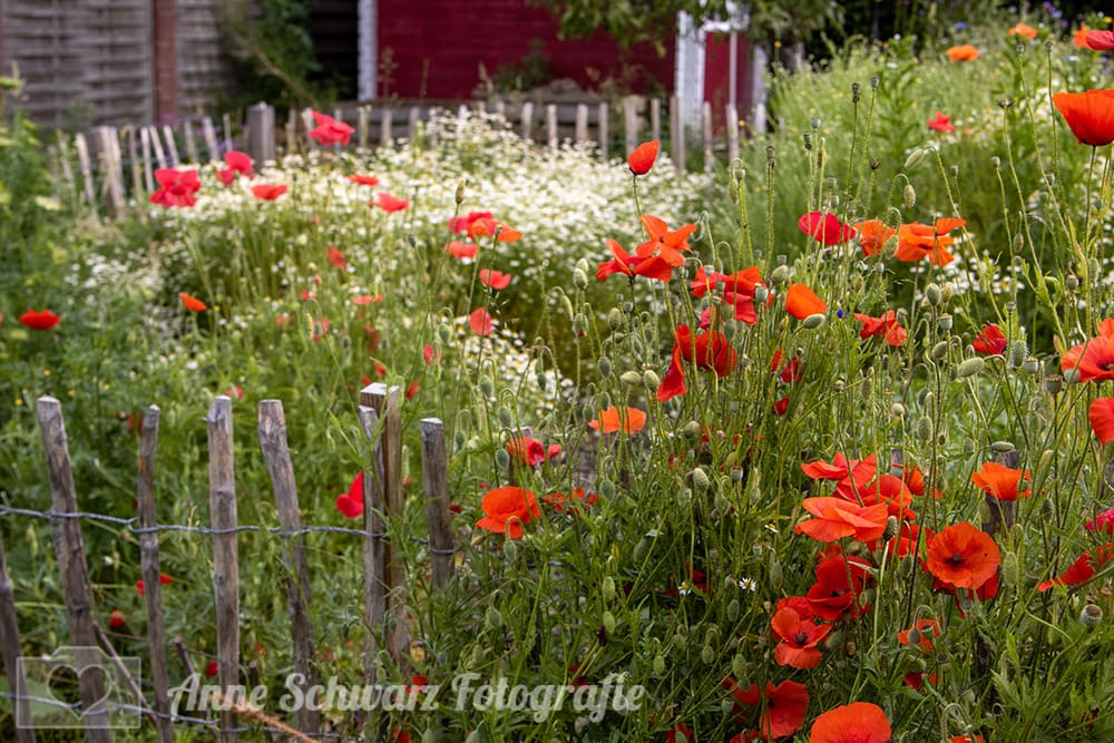 Klatschmohn im Bauerngarten