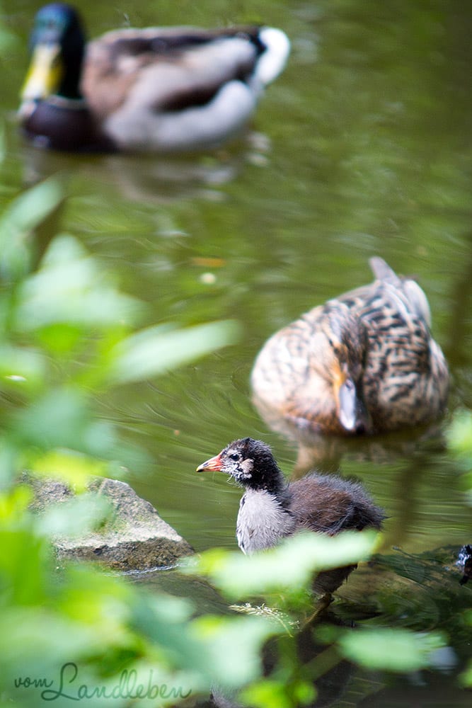 Gefiederte Kinder - Küken