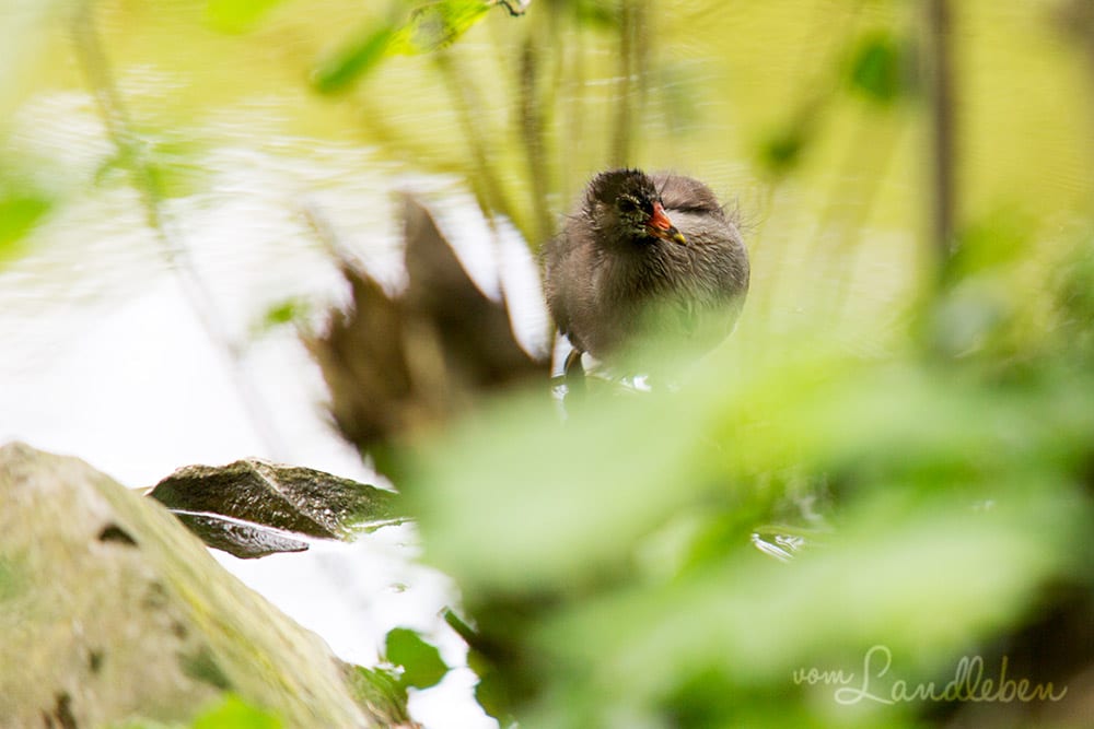 Gefiederte Kinder - Küken