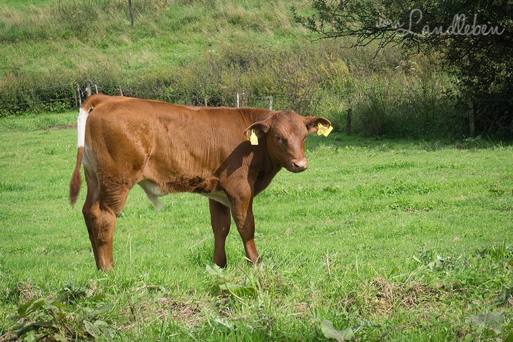 Kuhkuscheln bei Waldbröl