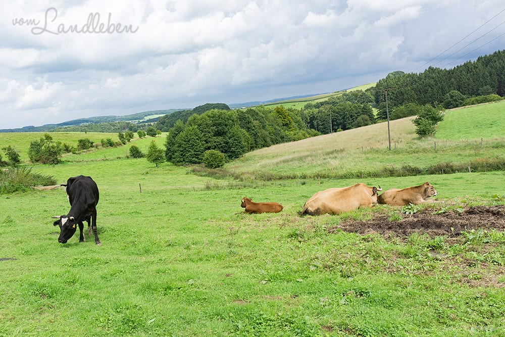 Kuhkuscheln bei Waldbröl