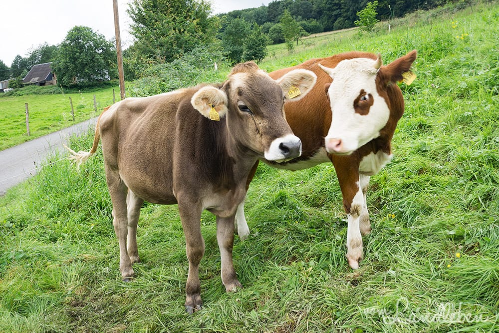 Kuhkuscheln bei Waldbröl