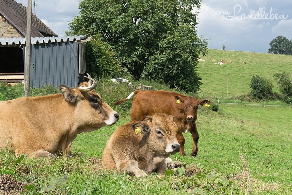 Kuhkuscheln bei Waldbröl