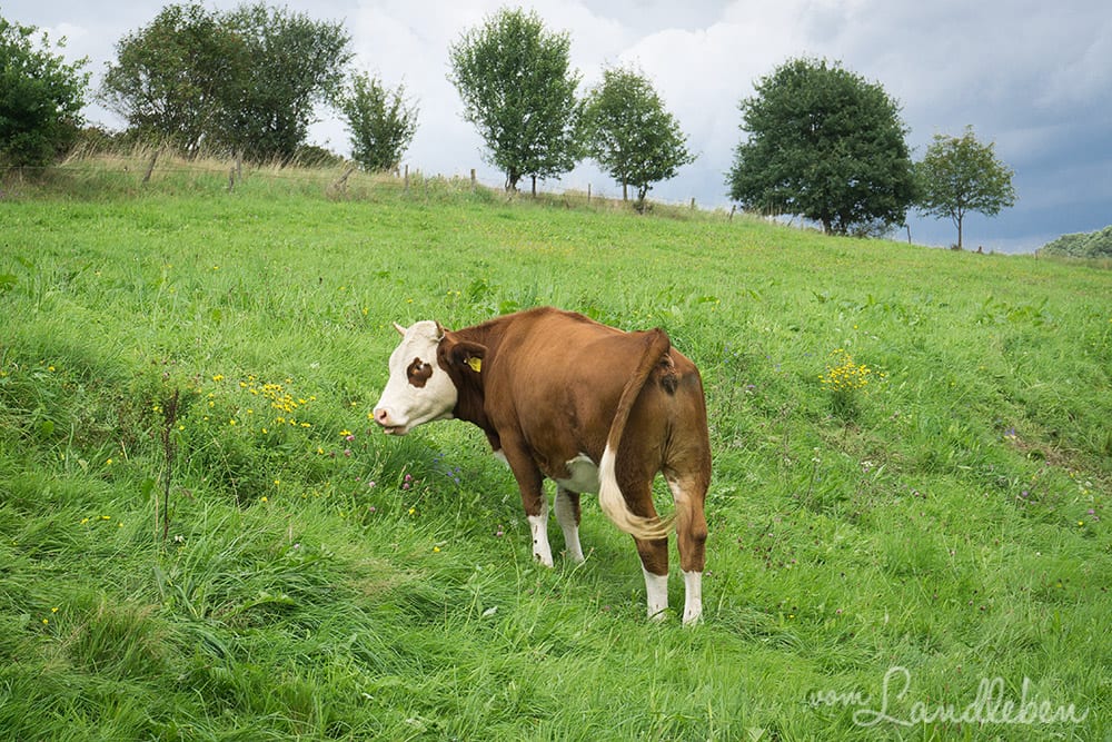 Kuhkuscheln bei Waldbröl