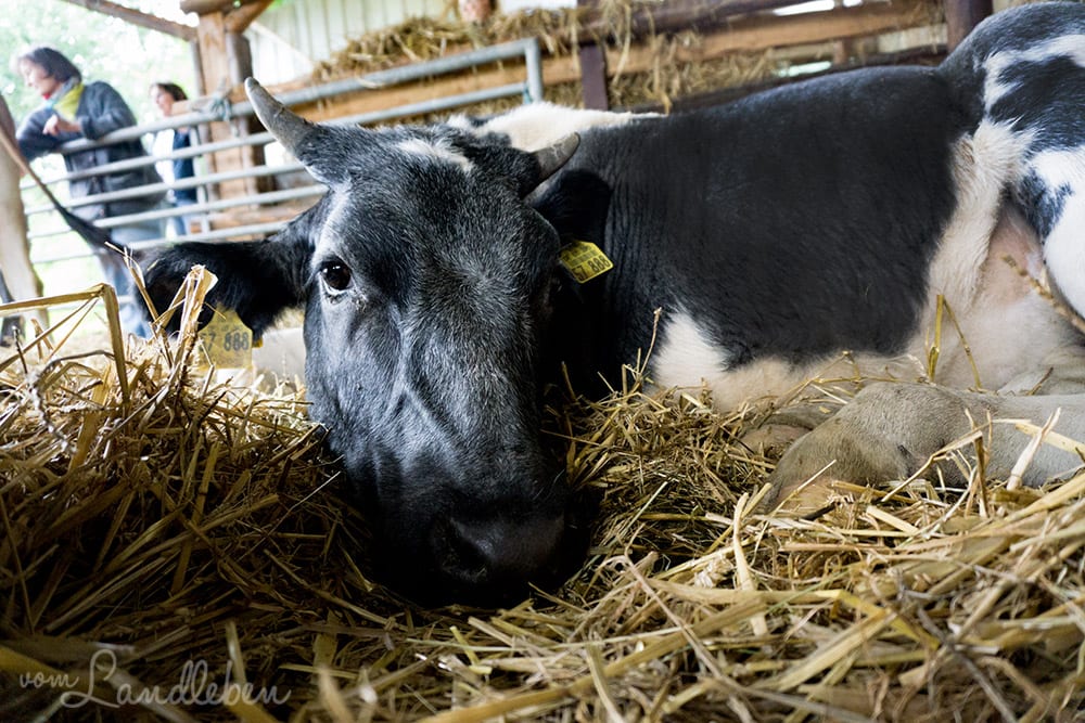Kuhkuscheln bei Waldbröl