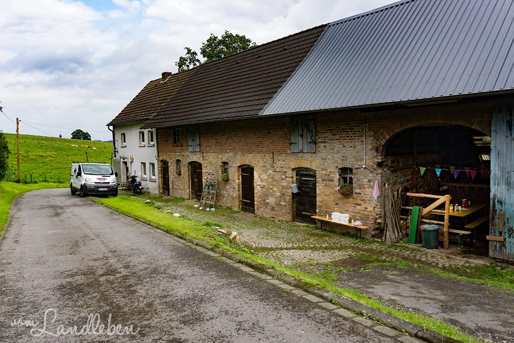 Kuhkuscheln bei Waldbröl