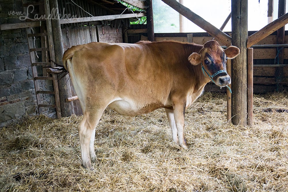 Kuhkuscheln bei Waldbröl