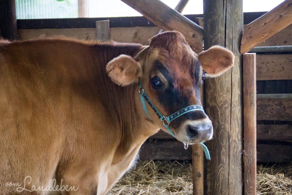 Kuhkuscheln bei Waldbröl