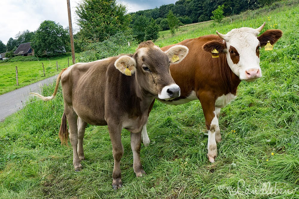 Kuhkuscheln bei Waldbröl